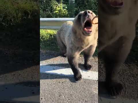 What Did He Think Would Happen? Man Attempts To Feed A Grizzly Bear He Spotted And Regrets It