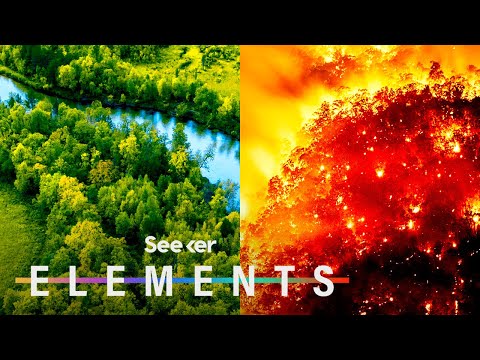 亞馬遜雨林可能在15年內變成大草原，這裡有辦法 (The Amazon Rainforest Could Become A Savannah Within 15 Years, Here’s How)