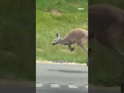 Video Thumbnail: KÄNGURU-AUFREGUNG IN ALABAMA: Polizei fängt entlaufene Chila mit Pfeil und Happy End! #shorts