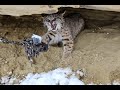 Bobcat Trapping in the West (Catching 3 Cats)