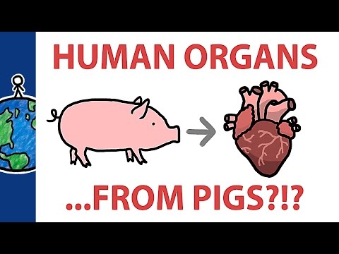 私たちは豚で人間の臓器を育てるべきか？ (Should We Grow Human Organs In Pigs?)