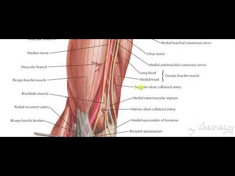 Ulnar nerve 2