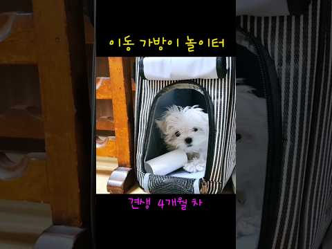 A puppy that approaches when you make eye contact #puppy #maltese