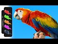 Scarlet Macaw The Best Pet Parrot