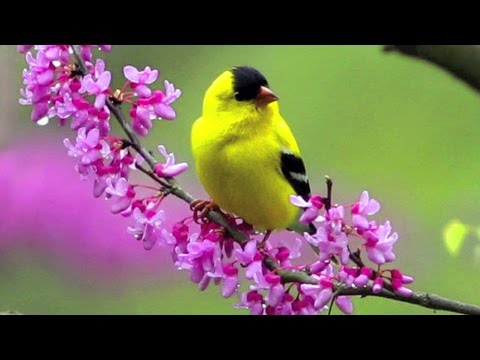 TPM Tamil Song No. 490  - Yeisuvay Ummai Poalaaga...