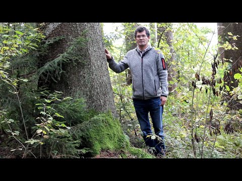 Waldwirtschaften Kompakt - Fichten-Starkholz richtig vermarkten