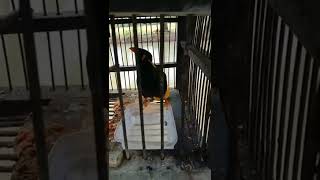 Download lagu SUARA BURUNG INI COCOK BUAT RINGTONE mp3