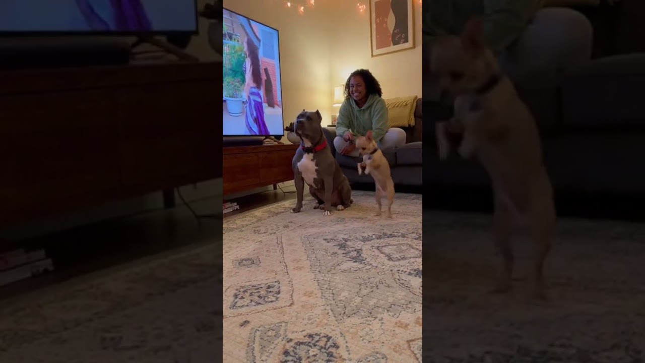 The Chihuahuas Got Talent