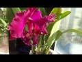 Орхидея Brassocattleya Chia Lin ' New City ' JGP/96 ...
