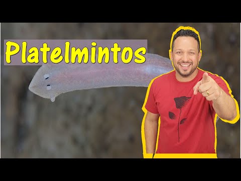Flatworms - Phylum Platyhelminthes - General Characteristics - Invertebrates - Zoology