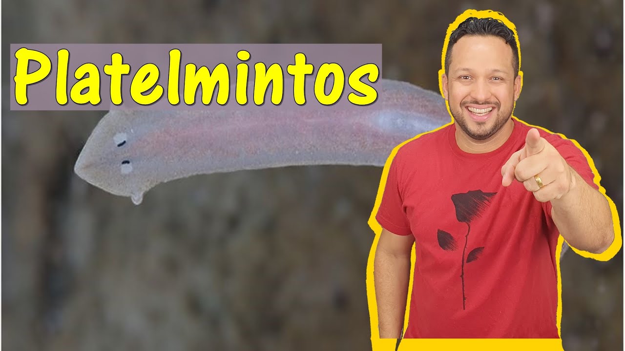 Platelmintos - Filo Platyhelminthes - Características Gerais - Invertebrados - Zoologia