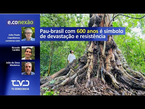 Econexão 31 - 09/12/2020 - Pau-brasil gigante de 600 anos