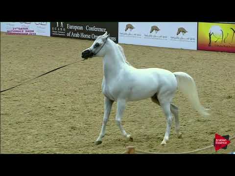 N.306 HESSON AL SHAQAB - 21st Qatar National 2018