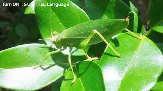 Download lagu SUARA BELALANG DAUN | CARICANGKAS mp3