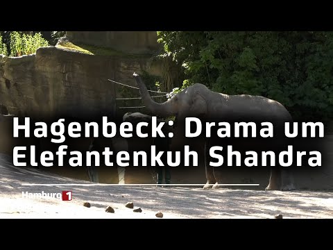 Feuerwehreinsatz im Tierpark Hagenbeck: Drama um Elefantenkuh Shandra