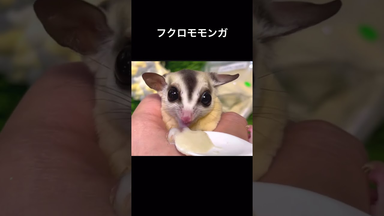 ベビーミルクが大好きなフクロモモンガ #癒し #かわいい #爬虫類 #動物 #animals #可愛い