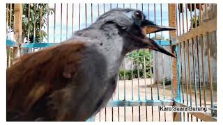 Download lagu Gacor Full Abis POKSAY suara Paling Bising.Poksay Mantel Gacor Full Variasi mp3 Download lagu Gacor Full Abis POKSAY suara Paling Bising.Poksay Mantel Gacor Full Variasi mp3