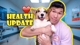 My Corgi's Remaining Time ❤️ || Life After College: Ep. 748