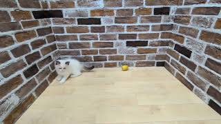 ラグドールの動画01