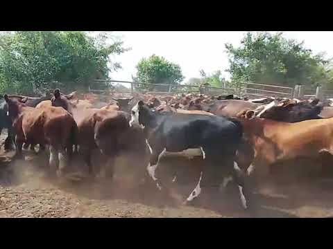 Rosgan - Marzo 2026 Expoagro. Santa Rosa, Corrientes.