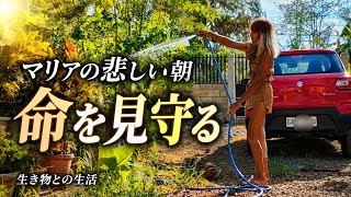 命の尊さ　マリアの悲しい朝　フィリピン・パラワン島から