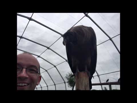 Selfie gone wrong in zoo
