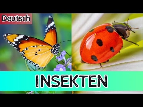 Insekten für Kinder: Entdecke spannende Insekten und wecke Neugier! 🐞🦋