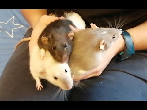 Lord of the Rats! Today, I'm in charge. #rat #pets #cute