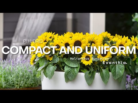 Evanthia | FlowerTrials® 2022 Highlights