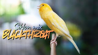 Download lagu MASTERAN KENARI ISIAN MEWAH: Kombinasi Blackthroat & Sikatan Londo Paling Tajam! mp3 Download lagu MASTERAN KENARI ISIAN MEWAH: Kombinasi Blackthroat & Sikatan Londo Paling Tajam! mp3