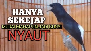 Download lagu MURAI BATU GACOR Ampuh buat PANCINGAN MURAI biar lawan EMOSI jadi Bunyi NYAUT BONGKAR MATERI ISIAN  mp3 Download lagu MURAI BATU GACOR Ampuh buat PANCINGAN MURAI biar lawan EMOSI jadi Bunyi NYAUT BONGKAR MATERI ISIAN  mp3