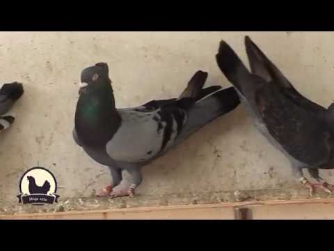 MOJE SELO: Srpski visokoletači - Stambene zgrade oborile šampiona! Evo šta kaže i sadašnji prvak?