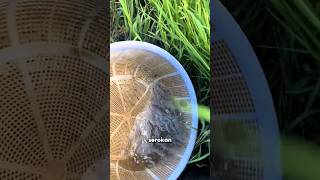 Download lagu Hunting for wild betta fish in riverbank grass piles mp3