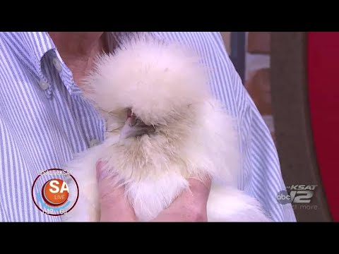 download lagu mp3 mp4 Do Silkie Chickens Make Good Pets, download lagu Do Silkie Chickens Make Good Pets gratis, unduh video klip Do Silkie Chickens Make Good Pets