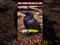 Why Crows Let itself attacked By Ants ? #shorts