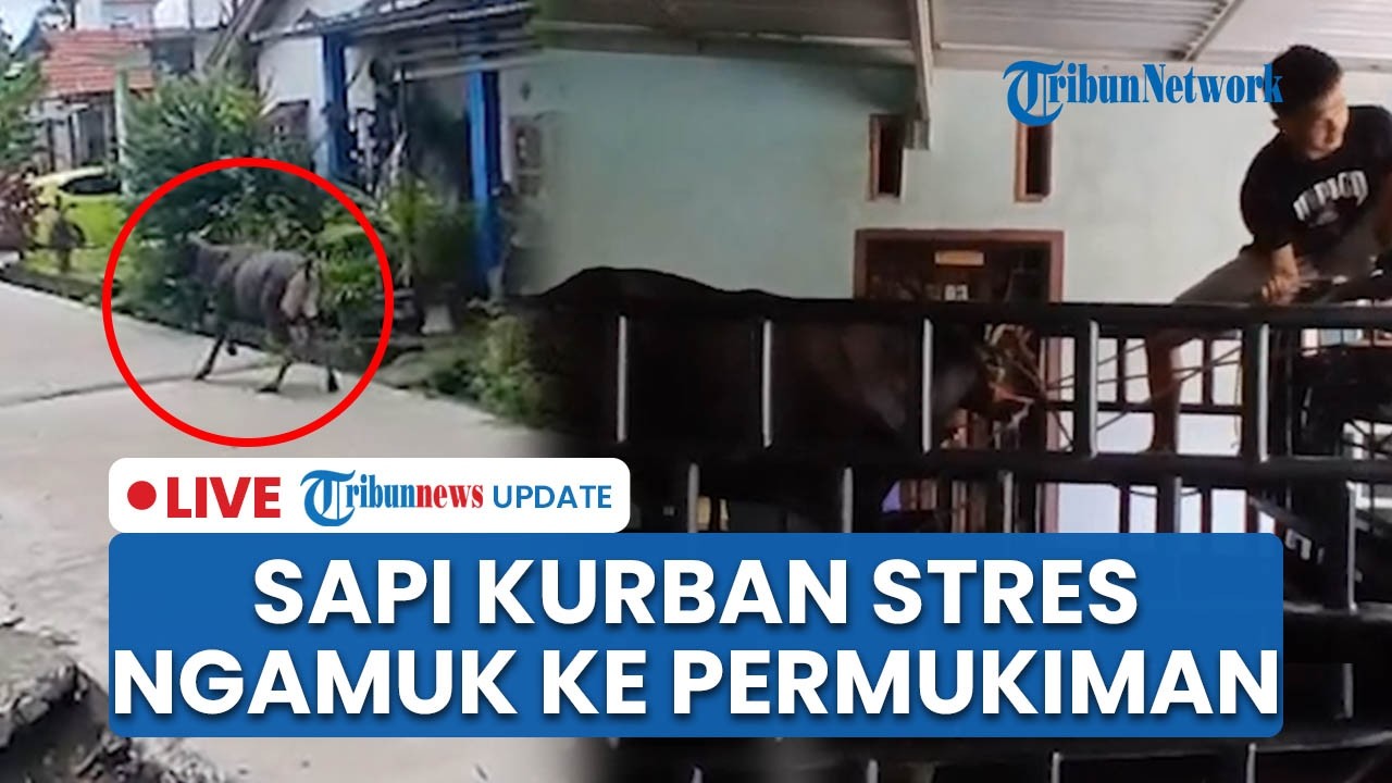 LIVE: 2 Insiden Sapi Kurban Ngamuk di Kota Jambi, Kabur Sejauh 5 KM hingga ke Area Permukiman