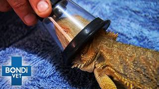 Poor Bearded Dragon May Have Cancerous Lump! | Bondi Vet Full Episode