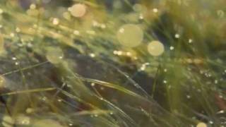 Baleen Morning [ Balmorhea ] ~ Luna's song ^^