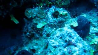 Juvenile Spotted Drum Fish Roatan