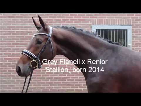 Grey Flanell x Renoir