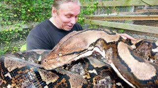 A TRULY GIANT SNAKE!! PACKING VENOMOUS GABOON VIPERS!! | BRIAN BARCZYK
