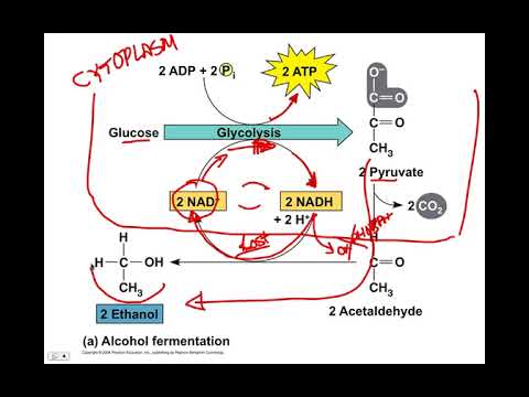 Fermentation, BIO105 Introductory Biology, David Champlin, USM