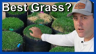 Best grass seed what are ELITE grass seeds