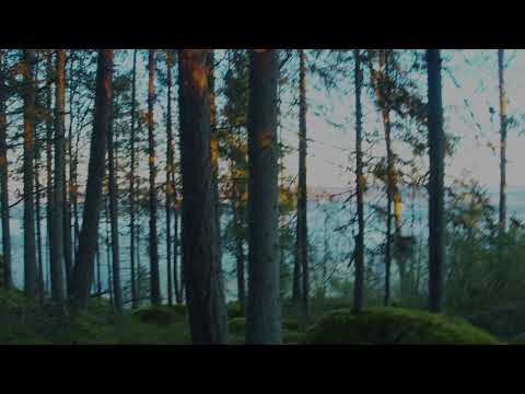 Walking in a magical forest