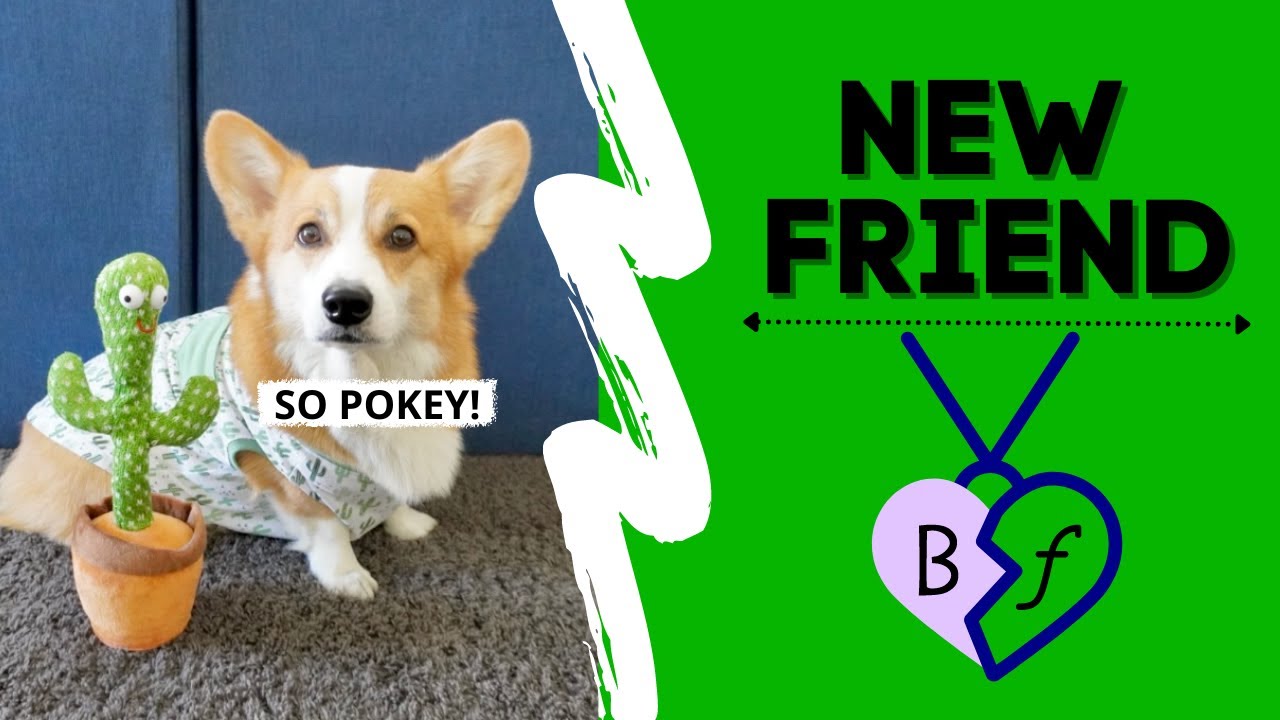 DOG PRANKS BROTHER! #prank #corgi