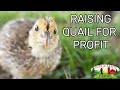 How Much Money We Make Raising Quail On A Small Scale