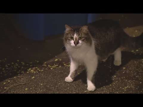 Meet the cats fighting Chicago's rat problem