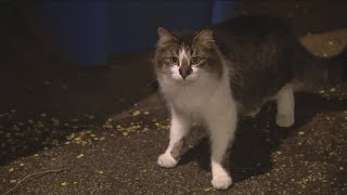 Meet the cats fighting Chicago&#39;s rat problem