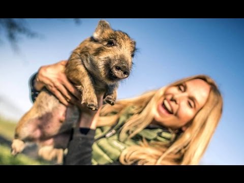 WILD BOAR RESCUE