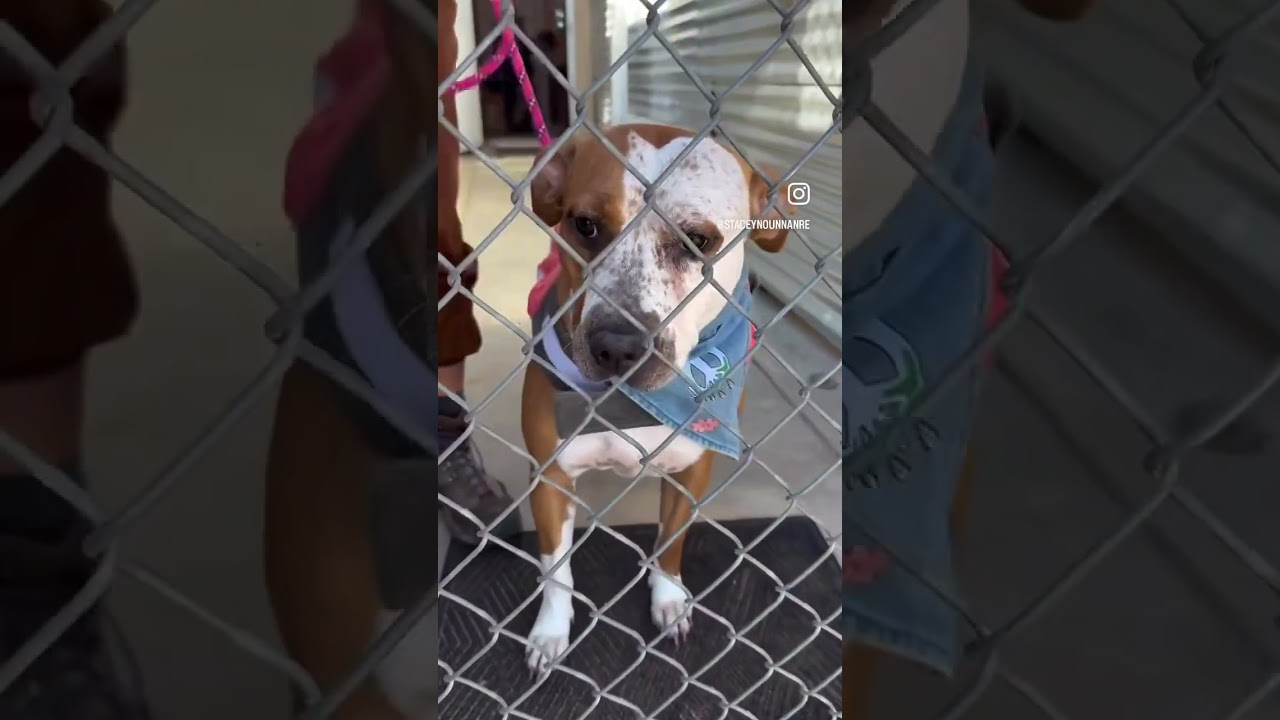 PEPPERMINT PATTY, a Adoptable mixed breed in Joshua Tree, CA video 4/5